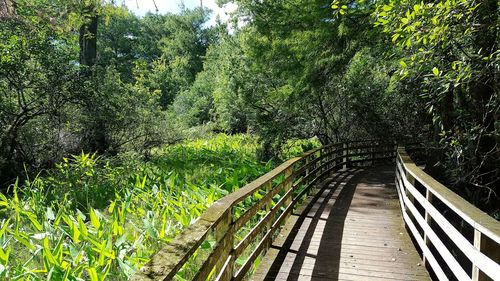 View of trees on footbridge