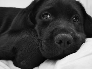 Close-up portrait of puppy