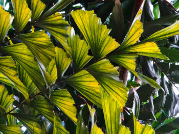 Close-up of yellow leaves