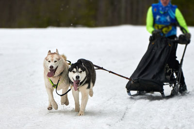 Husky sled dog racing. winter dog sport sled team competition. siberian husky dogs pull sled