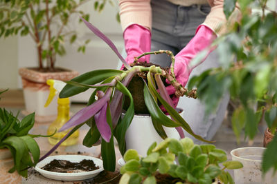 Cropped hand holding plant