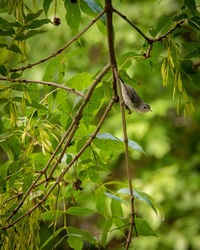 Close-up of bird on branch