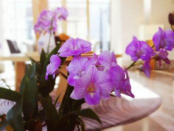 Close-up of purple flower blooming in garden