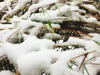 Close-up of frozen ice