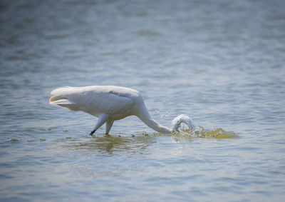 Duck in a lake