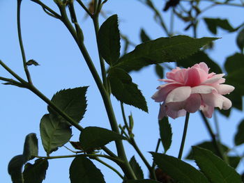 Close-up of pink flowering plant against sky