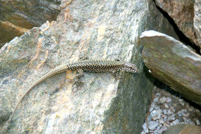 Close-up of lizard on tree