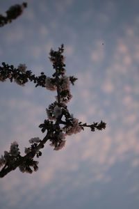 Low angle view of tree against sky during sunset