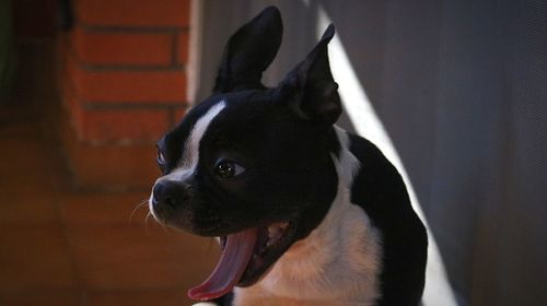 Close-up portrait of dog