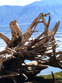 driftwood