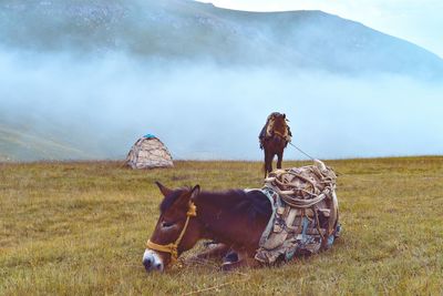 Horses next to tent sitting on grass against cloudy sky