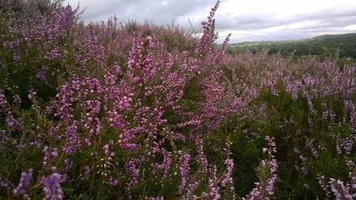 Purple flowers growing on field against sky