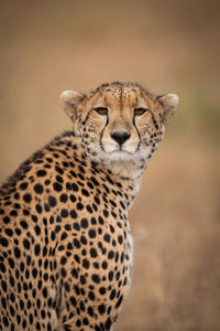 Close-up of cheetah turning head towards camera