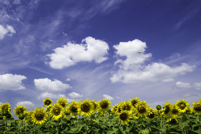 Sunflowers growing on field against sky