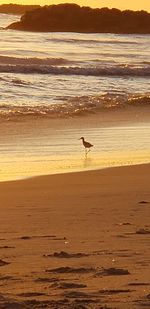 View of birds on beach