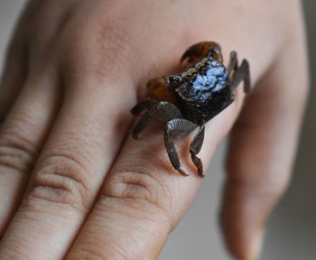 Close-up of hand holding small crab