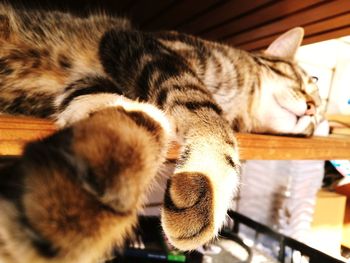 Close-up of cat sleeping