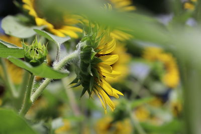 Close-up of yellow flowering plant