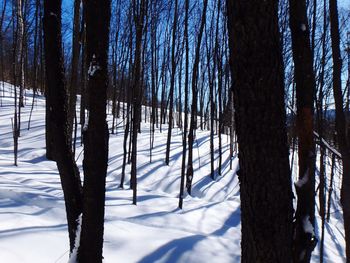 Bare trees on snow covered landscape