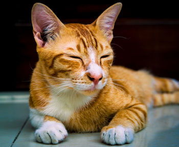 Close-up of a cat looking away