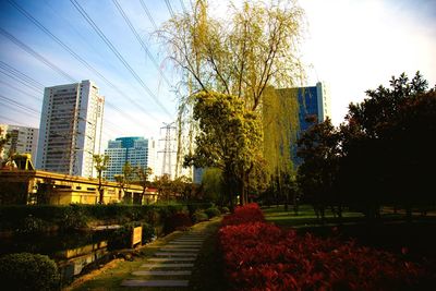 View of buildings along trees
