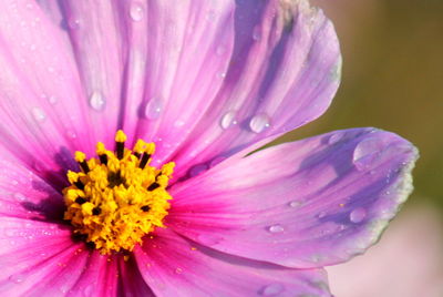 Close-up of pink flower