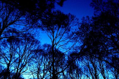 Low angle view of bare trees against blue sky