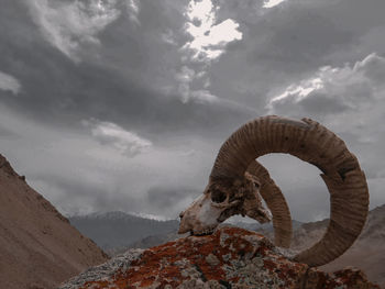 Low angle view of horse in mountain against sky