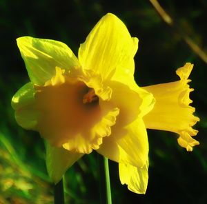 Close-up of yellow flower blooming outdoors