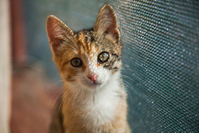 Animal portrait of red kitten