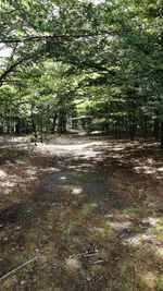 Trees in forest