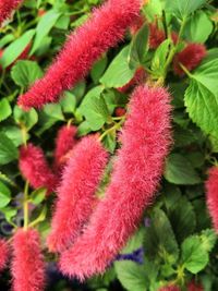 High angle view of red flowering plant