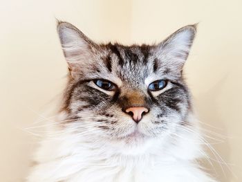 Close-up of cat looking away