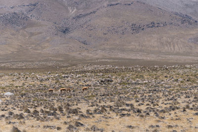 Aerial view of a desert