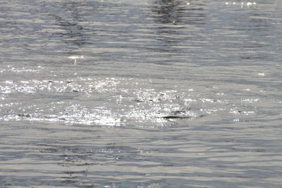 Full frame shot of swimming in sea