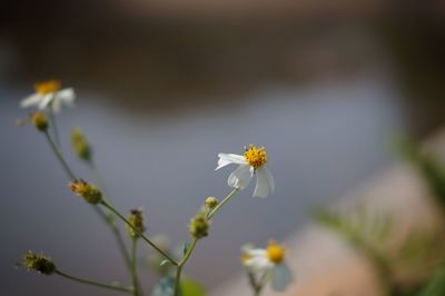 Close-up of white flowering plant