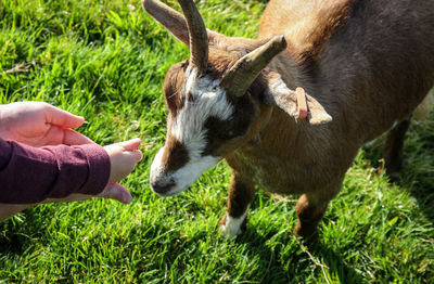 Close-up of hand feeding on grass
