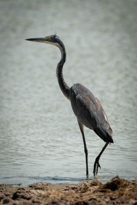 View of a bird on beach