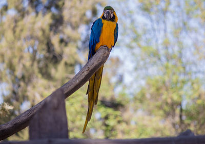 Bird perching on wooden post