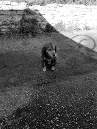 High angle view of dog running on road