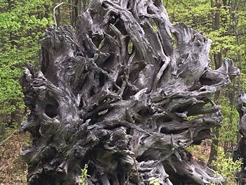 Close-up of tree trunk