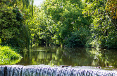 Scenic view of lake in forest