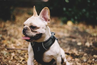 Close-up of puppy sitting on field