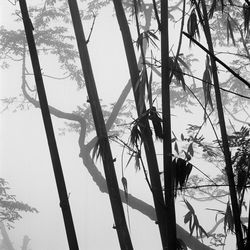 Low angle view of trees