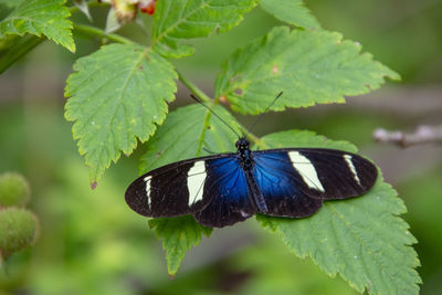 Butterfly on leaf