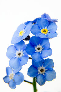 Close-up of blue flowers