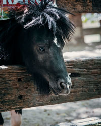 Black pony with head popped out form the wooden cage.