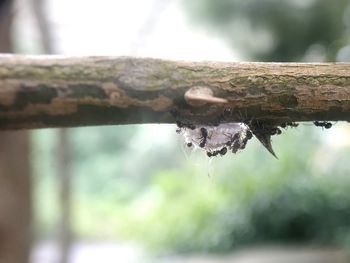 Close-up of water drops on spider web