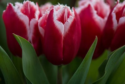 Close-up of red flowers blooming outdoors