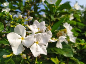 Close-up of white flowering plant
